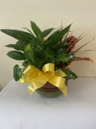 Everyday Occasion Dish Garden in ceramic container