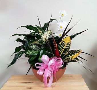 Dish Garden with Pink and White Accents