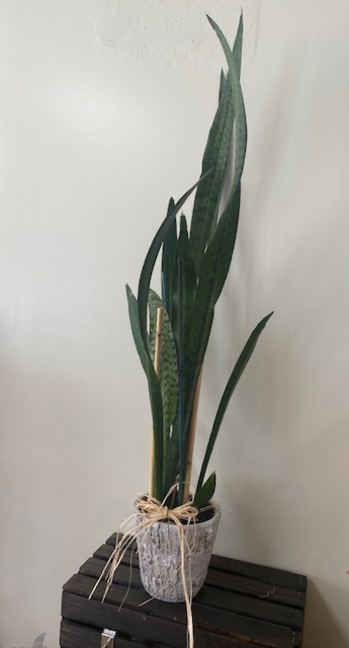 Snake Plant (Sansevieria Trifasciata)