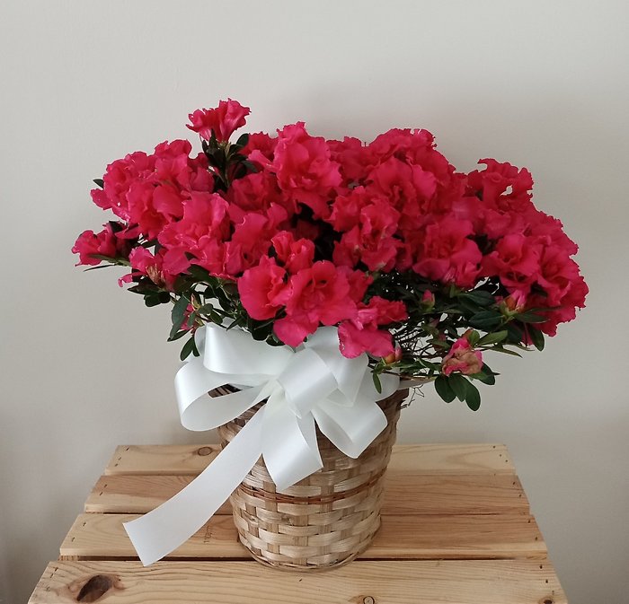 Magenta Azalea