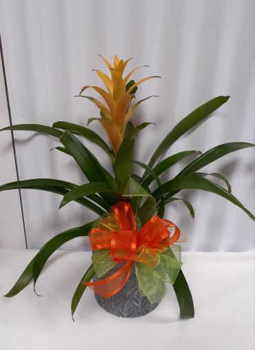 Bromeliads