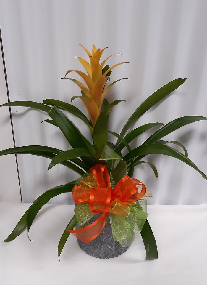 Bromeliad