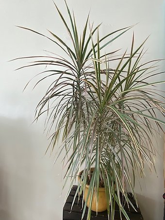 Dracaena Marginata