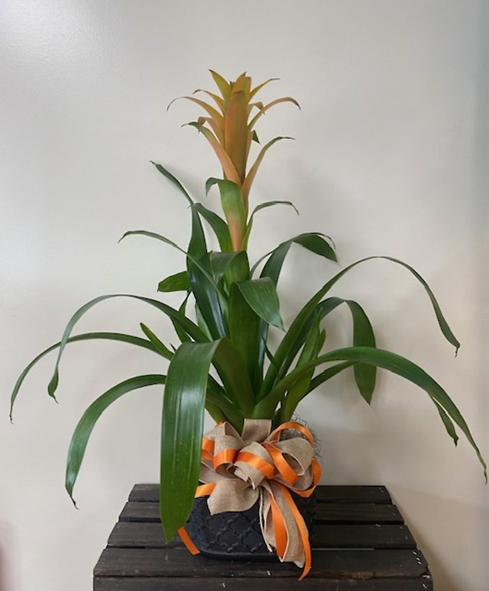 Bromeliad