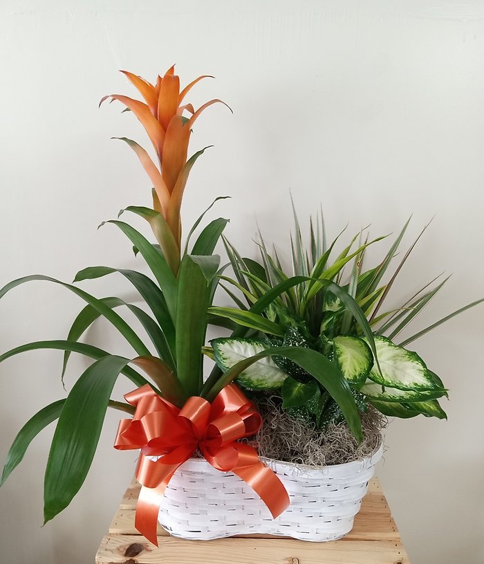 Bromeliad Double Plant Basket