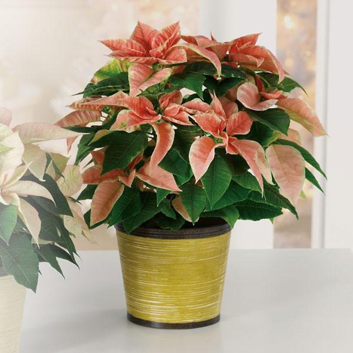 Classic Poinsettia