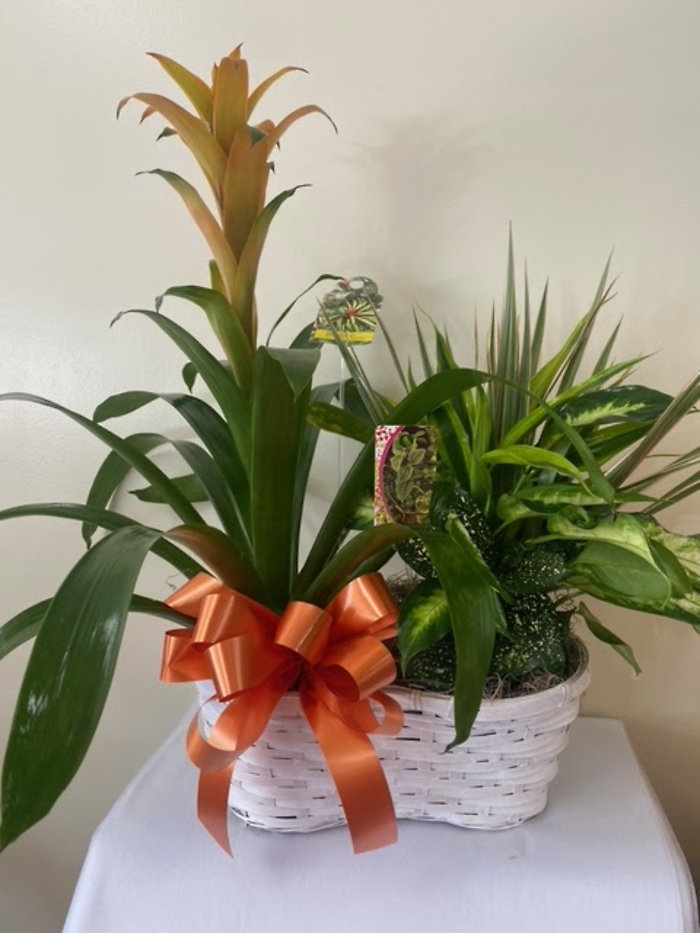 Bromeliad Plant Basket