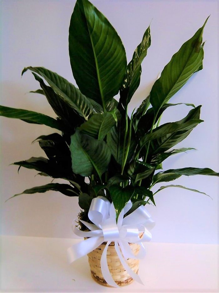 Peace Lily 8\" pot