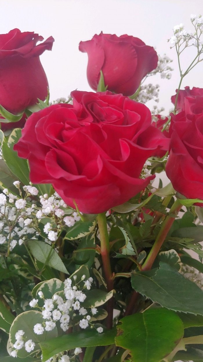 Half Dozen Hearts Desire Ruffled Red Roses