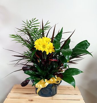 Dish Garden with Yellow Accents