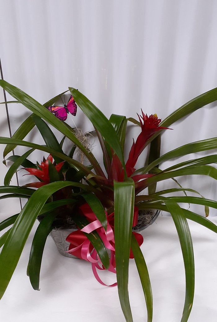 Bromeliad