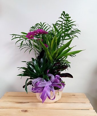 Dish Garden with Purple Accents