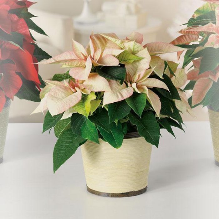 Classic Poinsettia