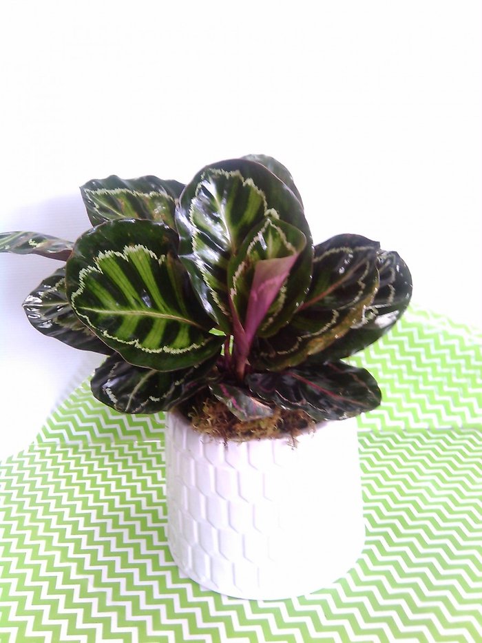 Cigar Plant in Ceramic Container