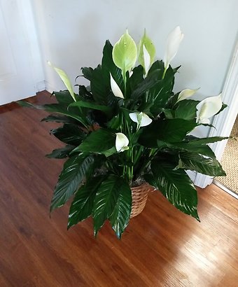 Medium Peace Lily 6\" pot